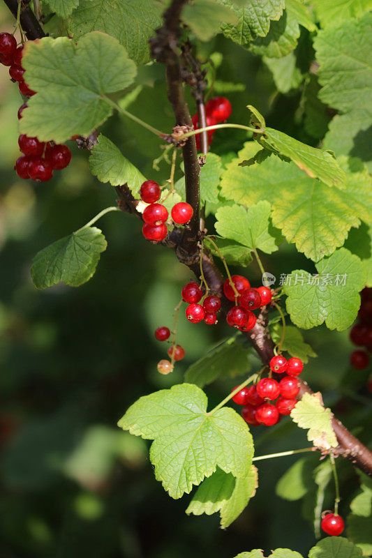 夏天的水果和蔬菜花园，在阳光下生长着红醋栗(ribes rubrum)，茎/叶上挂着一串串成熟的红色浆果，夏天的水果与醋栗/醋栗科有关